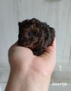 Super schattig Lunkarya cavia beertje, Dieren en Toebehoren, Knaagdieren, Cavia, Mannelijk, Tam, Oktober