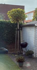 2 mooie catalpa boompjes, Tuin en Terras, Planten | Bomen, Ophalen, Volle zon, Overige soorten, 250 tot 400 cm