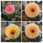 Dahliaknollen, wine eyed jill, Ophalen, Volle zon, Knol