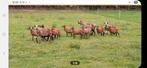 Barbados Black belly schapen, Dieren en Toebehoren, Schapen, Geiten en Varkens, Vrouwelijk, Schaap