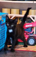 Nog 2 katertjes te koop, Dieren en Toebehoren, Katten en Kittens | Overige Katten, Meerdere dieren, Kortharig, 0 tot 2 jaar
