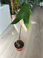 Alocasia zebrina, Ophalen, Overige soorten, Minder dan 100 cm