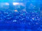 Verschillende koraal stekjes, Dieren en Toebehoren, Vissen | Aquaria en Toebehoren, Ophalen of Verzenden, Zo goed als nieuw