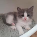 Mooie kruising Ragdoll / Noorse boskat kittens, Met stamboom