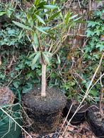 Oleander wit met vleugje roze | Nerium, Vaste plant, Halfschaduw, Zomer, Ophalen