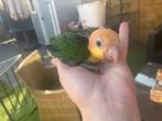 Lieve handtamme roestkop caique ( en zwartkop ook), Dieren en Toebehoren, Meerdere dieren, Papegaai, Geringd