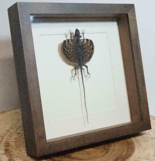 Vliegende draak in walnoot houten lijst - Taxidermie, Verzamelen, Dierenverzamelingen, Nieuw, Opgezet dier, Reptiel of Amfibie