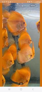 Discusvissen, Karper of Koi