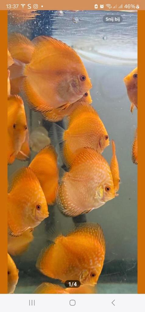 Discusvissen, Dieren en Toebehoren, Vissen | Vijvervissen, Karper of Koi
