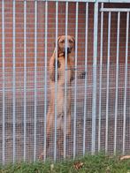 Rhodesian ridgeback pups, Dieren en Toebehoren, CDV (hondenziekte), 8 tot 15 weken, Meerdere, Nederland