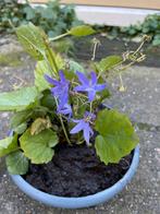 Campanula. Bodembedekker. Bijenplant. Gifvrij, Ophalen, Bodembedekkers, Halfschaduw