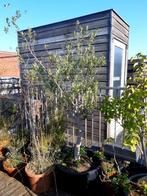 Olive tree - 8 year old, Tuin en Terras, Planten | Bomen, 100 tot 250 cm, Olijfboom, Ophalen, Volle zon