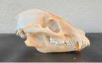 2 schedels Wasbeerhond taxidermie - skelet, geraamte, skull, Ophalen of Verzenden, Wild dier, Schedel