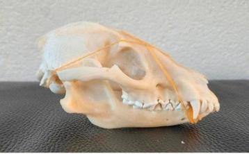 2 schedels Wasbeerhond taxidermie - skelet, geraamte, skull beschikbaar voor biedingen