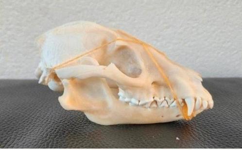 2 schedels Wasbeerhond taxidermie - skelet, geraamte, skull, Verzamelen, Dierenverzamelingen, Schedel, Wild dier, Ophalen of Verzenden