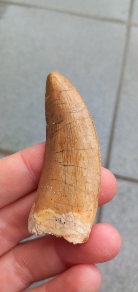 Grote Carcharodontosaurus African t rex dinosaurus fossiel, Verzamelen, Mineralen en Fossielen, Fossiel, Ophalen of Verzenden