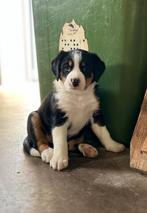 Appenzeller sennenhond pups., Dieren en Toebehoren, Honden | Herdershonden en Veedrijvers, Particulier, Meerdere, 8 tot 15 weken