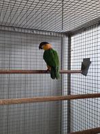 Zwartkop caique man., Dieren en Toebehoren