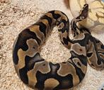 1.1. Koppeltje Crypton + Cryptic Confusion Ballpythons, Dieren en Toebehoren, Reptielen en Amfibieën, Slang, 0 tot 2 jaar