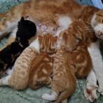 Jonge kittens, Meerdere dieren