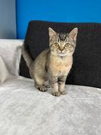 Britse korthaar kitten ( ouders stamboom), Dieren en Toebehoren, Katten en Kittens | Raskatten | Korthaar, Kater, Ontwormd, 0 tot 2 jaar