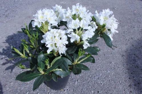 diverse soorten Rhododendron, Tuin en Terras, Planten | Struiken en Hagen, Struik, Rhododendron, Minder dan 100 cm, Ophalen