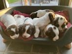Engelse Springer Spaniël, Dieren en Toebehoren, Honden | Retrievers, Spaniëls en Waterhonden, België, Particulier, 8 tot 15 weken