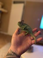 Mannelijke jemen kameleon, Dieren en Toebehoren, Overige soorten