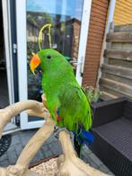 Tamme Edelpapegaai Grogu, Dieren en Toebehoren, Vogels | Parkieten en Papegaaien, Mannelijk, Parkiet
