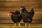 Barnevelder kriel kip, goede legkippen, vriendelijk karakter, Kip, Meerdere dieren