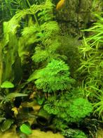 Limnophila sessiliflora (Aziatische veerplant) aquariumplant, Dieren en Toebehoren, Vissen | Aquaria en Toebehoren, Ophalen, Plant(en), Steen of Hout