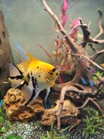 Maanvis, Dieren en Toebehoren, Vissen | Aquariumvissen, Vis