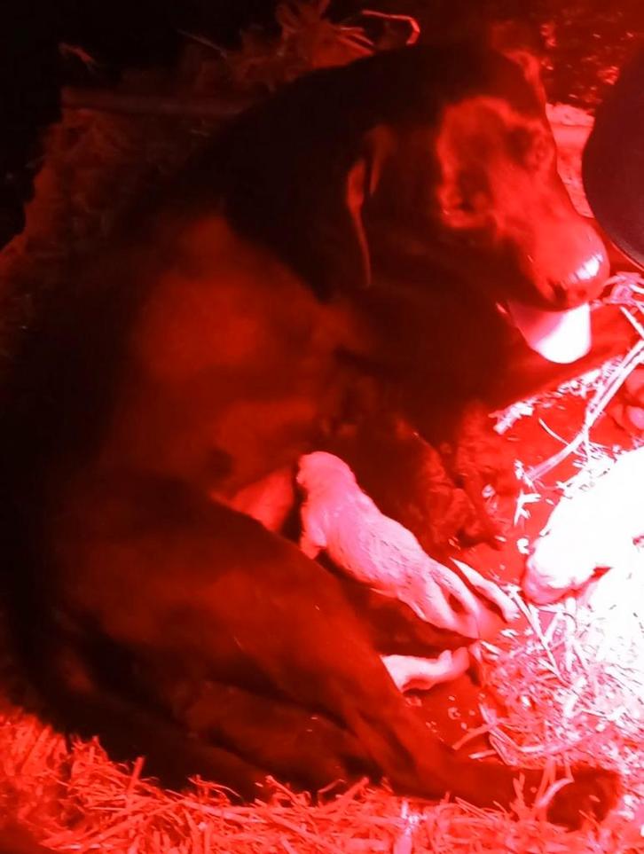 Labradoodle f3 x Labrador zwart zuiver, Dieren en Toebehoren, Honden | Retrievers, Spaniëls en Waterhonden, Meerdere dieren, Overige rassen