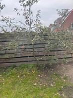 Geënte Appelboom (2 soorten) - Zelf uitgraven, Tuin en Terras, Planten | Bomen, Volle zon, Lente, 100 tot 250 cm, Overige soorten