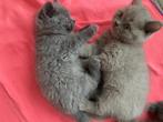 Britse korthaar kittens, Dieren en Toebehoren, Katten en Kittens | Raskatten | Korthaar, Kater, Ingeënt, 0 tot 2 jaar