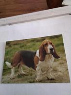 HOND.  BASSET, Ophalen of Verzenden, Overige thema's