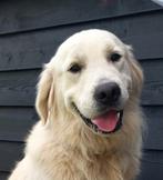 Te koop, prachtige Golden Retriever met stamboom (reu) !, Dieren en Toebehoren, Golden retriever, Reu, CDV (hondenziekte), 1 tot 2 jaar