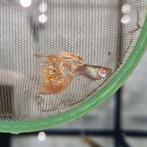 Albino Pink Mosaic Guppy 100% Raszuiver Guppen, Vis, Zoetwatervis, Schoolvis