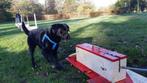 Dogaholic Flyball in Apeldoorn, Ophalen, Nieuw