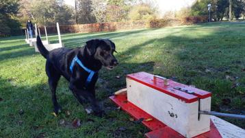 Dogaholic Flyball in Apeldoorn beschikbaar voor biedingen