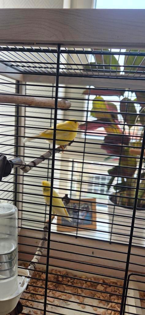 Mooi koppel harzer rollers, Dieren en Toebehoren, Vogels | Kanaries, Meerdere dieren