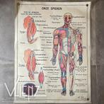 Vintage dubbelzijdige schoolposter Menselijk Lichaam Hebri, Ophalen of Verzenden, Natuur en Biologie