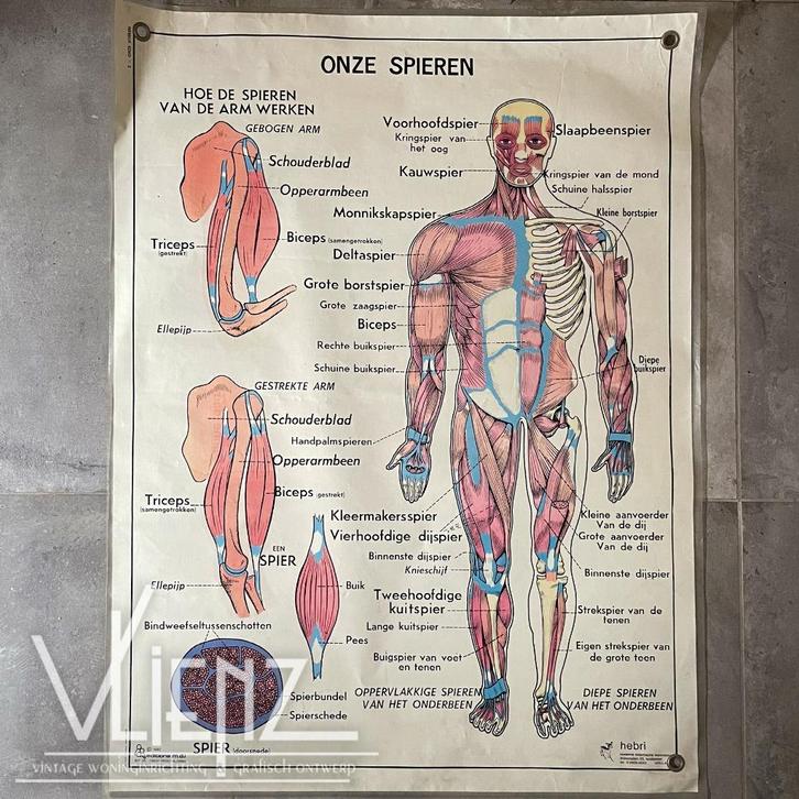 Vintage dubbelzijdige schoolposter Menselijk Lichaam Hebri, Antiek en Kunst, Antiek | Schoolplaten, Natuur en Biologie, Ophalen of Verzenden