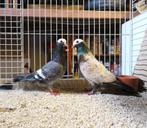 Duiven kroppers, Dieren en Toebehoren, Meerdere dieren, Tuimelaar of Roller