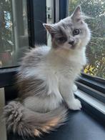 Hele mooie poes, Poes, Langharig, 0 tot 2 jaar