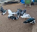 Broedeieren en Muskus / Kaapse eenden te koop, Dieren en Toebehoren, Pluimvee, Meerdere dieren, Eend