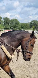 Zeer mooie d pony 12 jaar merrie, Dieren en Toebehoren, Paarden, Minder dan 160 cm, 11 jaar of ouder, Recreatiepaard, Merrie