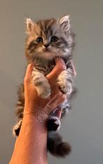 Drie Britse langhaar kittens, Dieren en Toebehoren, Meerdere dieren, Ingeënt