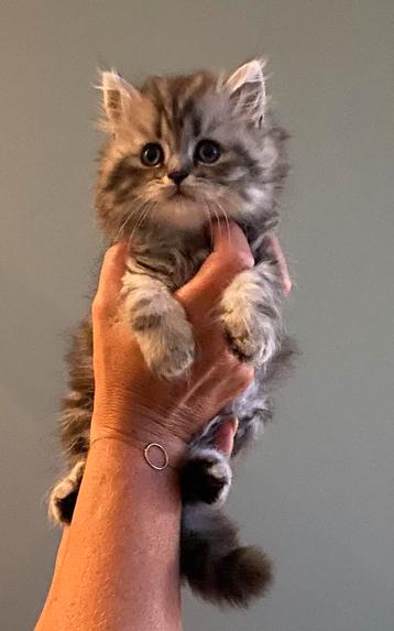 Drie Britse langhaar kittens beschikbaar voor biedingen