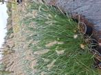 Lampenpoetsers biologisch gekweekt, red head en hameln, Tuin en Terras, Planten | Tuinplanten, Ophalen of Verzenden, Vaste plant